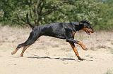 DOBERMANN 784